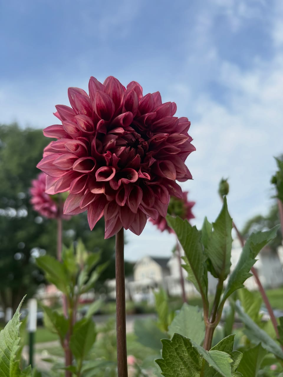 A smoky raspberry Bloomquist York dahlia rising above the garden