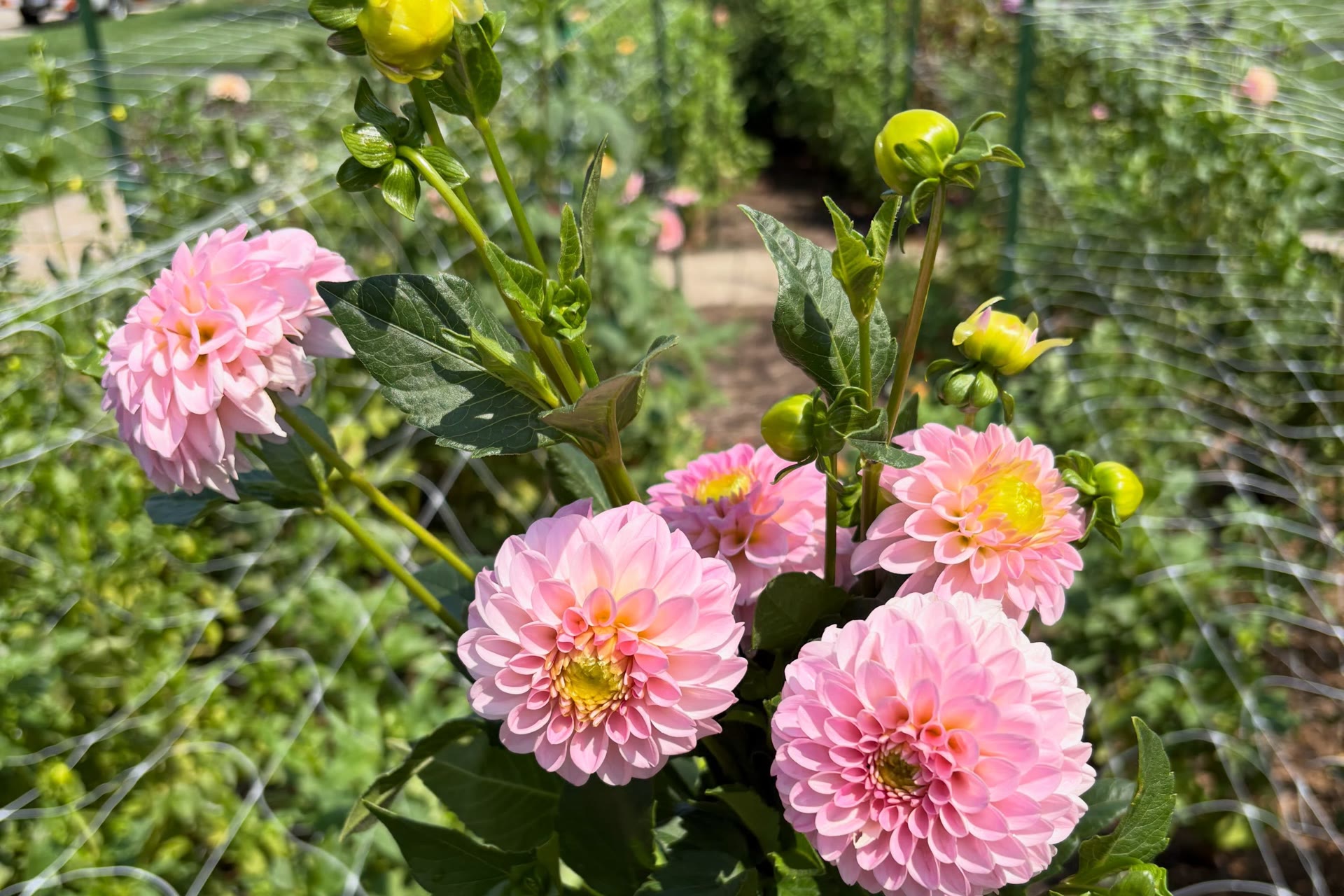 A hand holds pink RM Pink Parfait dahlias in a sunny Norwood cutting garden